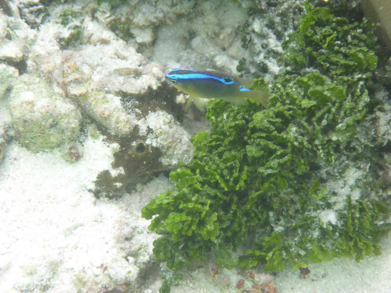 http://www.8ung.at/anyone/ereignisse/13malediven/index.html