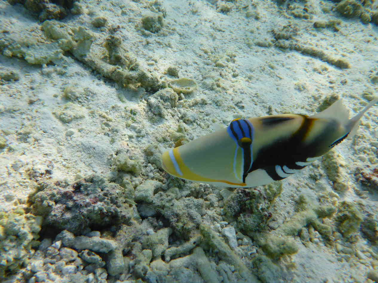 http://www.8ung.at/anyone/ereignisse/13malediven/index.html